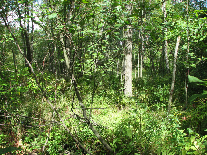 Red Maple - Elm - Willow Floodplain Forest